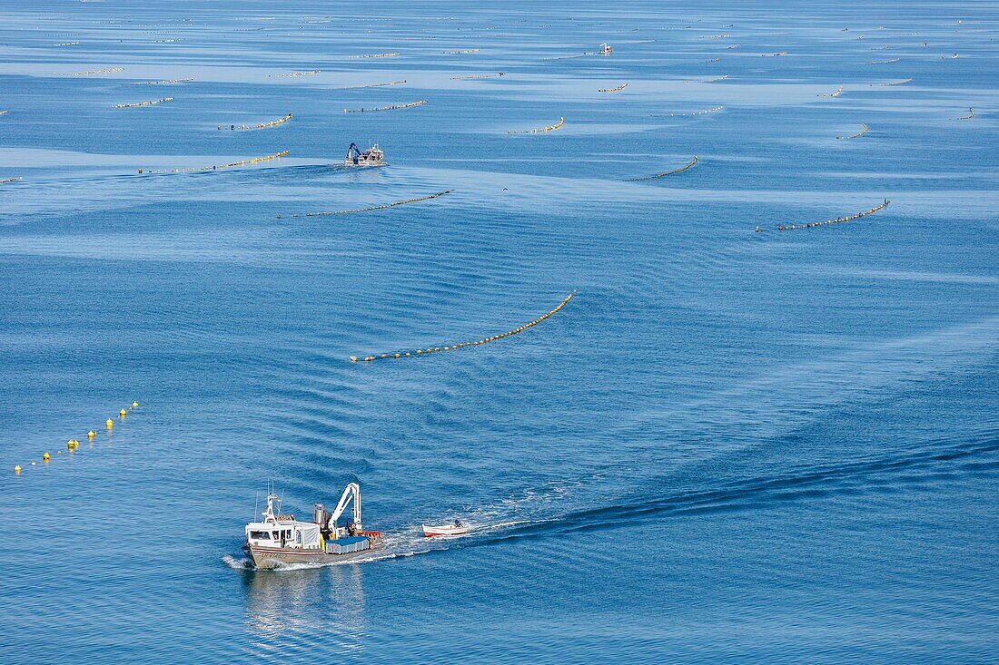 France, Vendee, La Faute sur Mer, mussel boat in mussel ropes farm (aerial view)