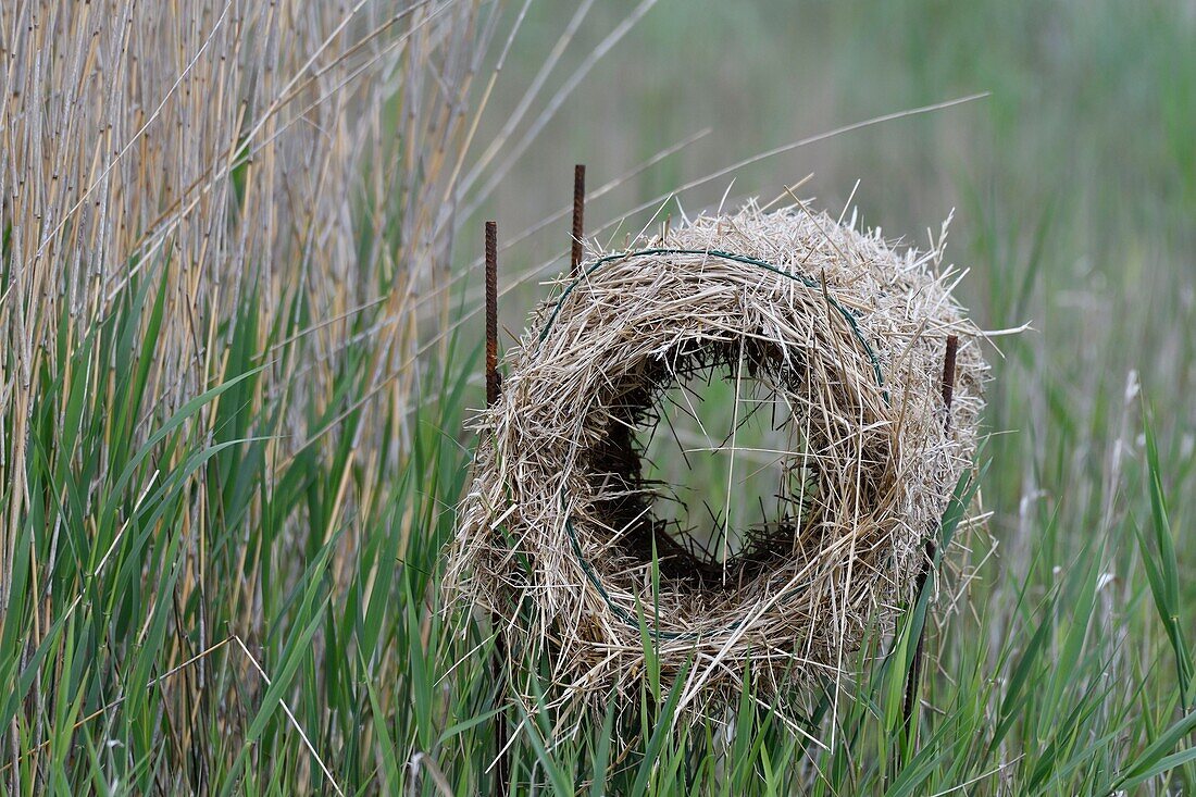 France, Somme, Baie de Somme, Marquenterre Park, reed paddling for a nest of ducks