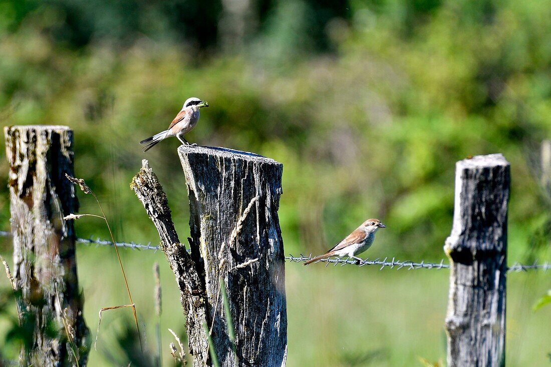 France, Doubs, Red backed Shrike (Lanius collurio) couple hunting on a fence