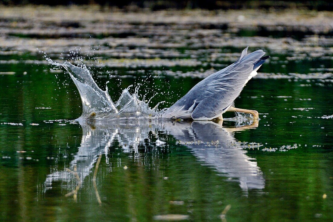 France, Doubs, Brognard, Allan's, natural area, Echassier, Gray Heron (Ardea cinerea), adult, calm water fishing