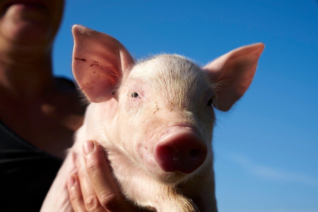 France, Hautes Pyrenees, Tournay, breeder of white pigs, Christelle Duran Carrere Pomes, portrait of a piglet