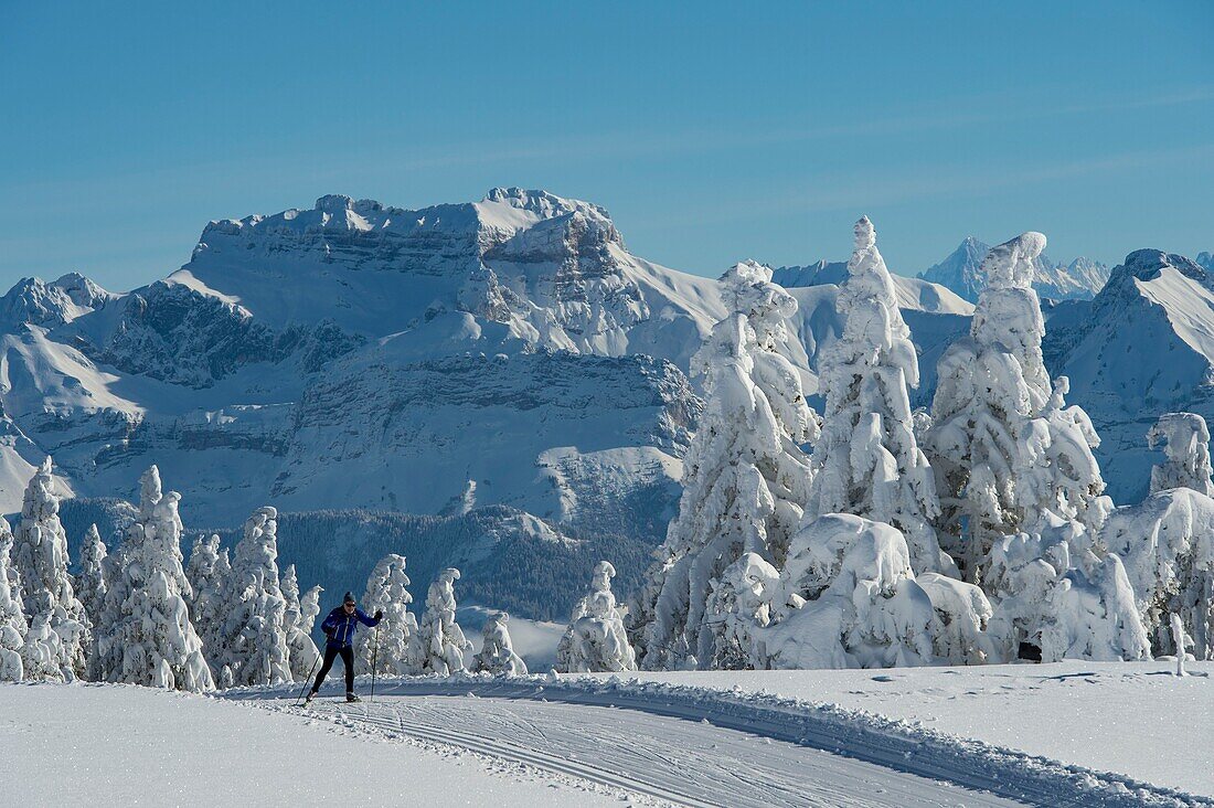 France, Haute Savoie, massive Bauges, above Annecy limit with the Savoie, the Semnoz plateau exceptional belvedere on the Northern Alps, cross country ski trails and massif Bornes, Tournette mountain