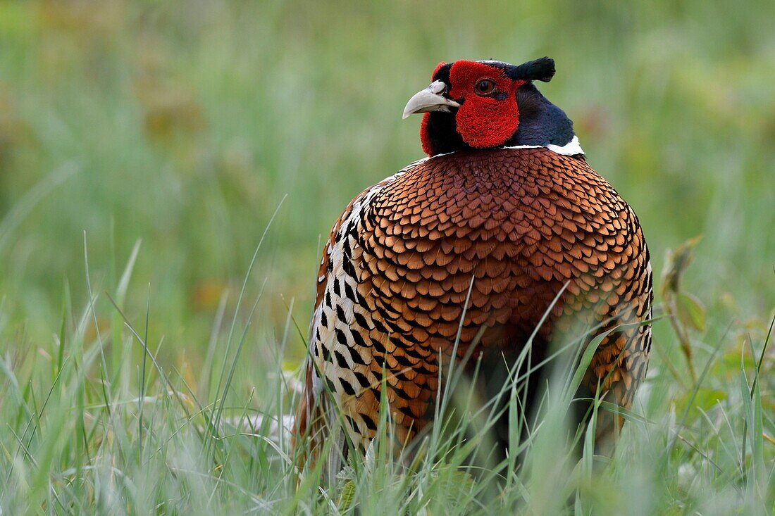 France, Somme, Common Pheasant (Phasianus colchicus) cock in breeding plumage