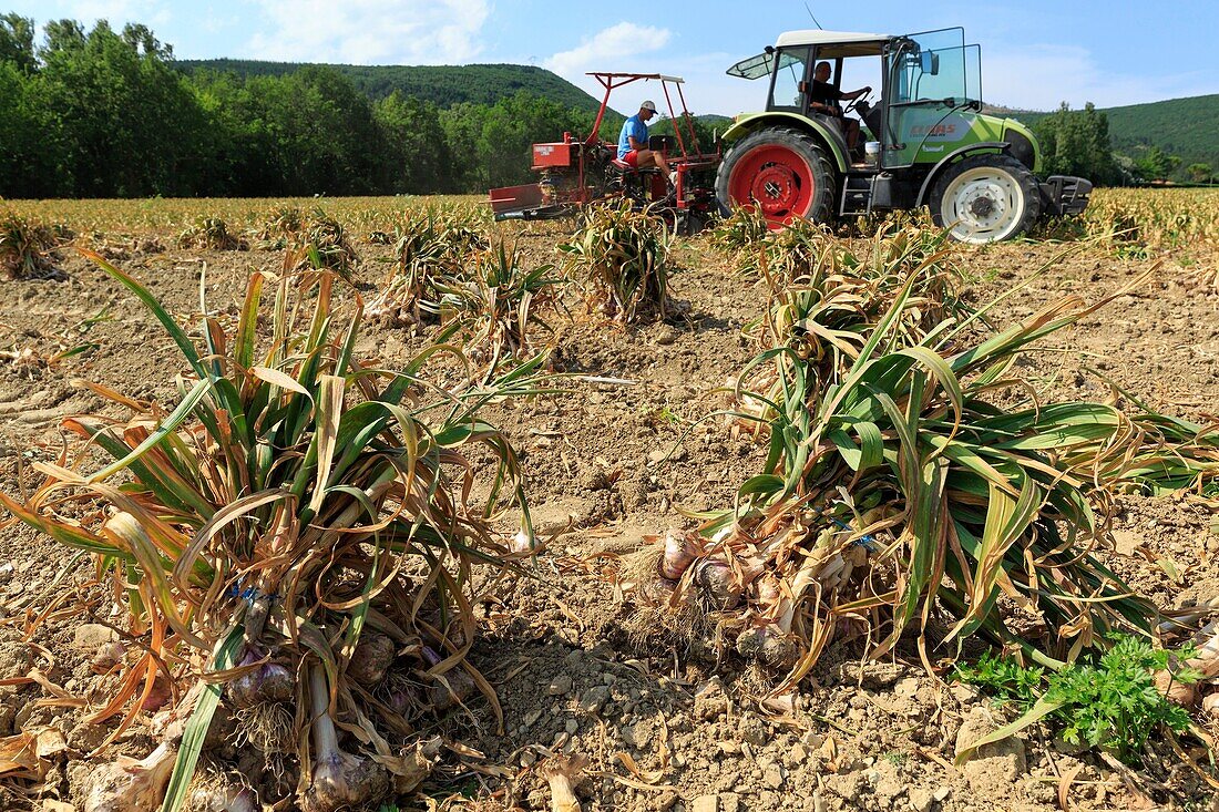 France, Drome, La Laupie, harvesting garlic