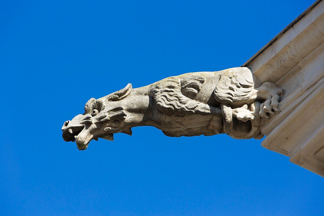 France, Meurthe et Moselle, Nancy, the Palais des Ducs de Lorraine (palace of the Dukes of Lorraine) now the Musee Lorrain, gargoyle