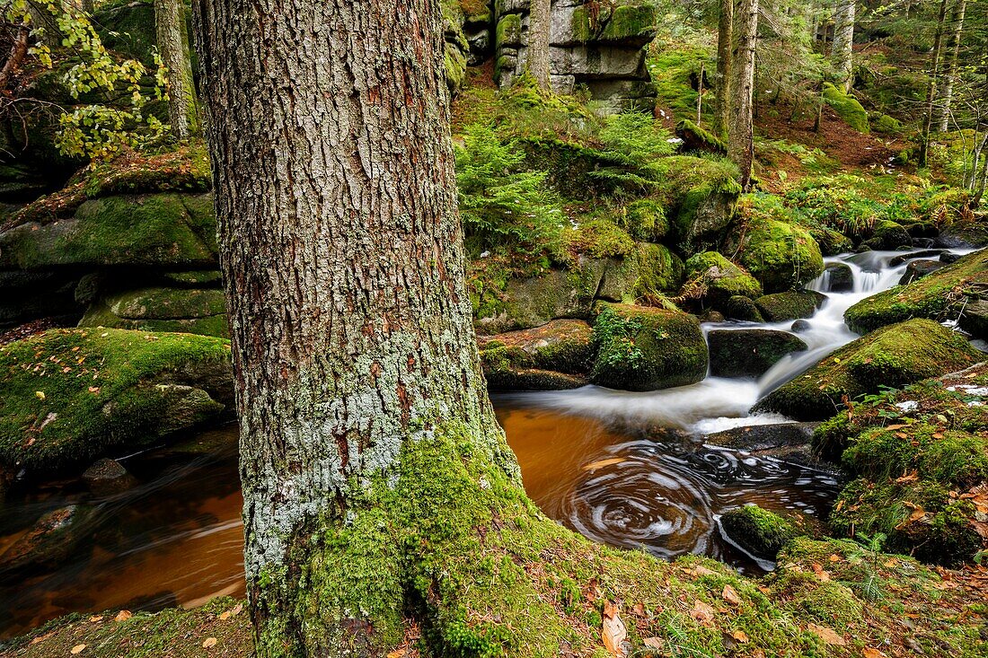 France, Puy de Dome, Livradois Forez Regional Nature Park, Vollore Montagne, Couzon River