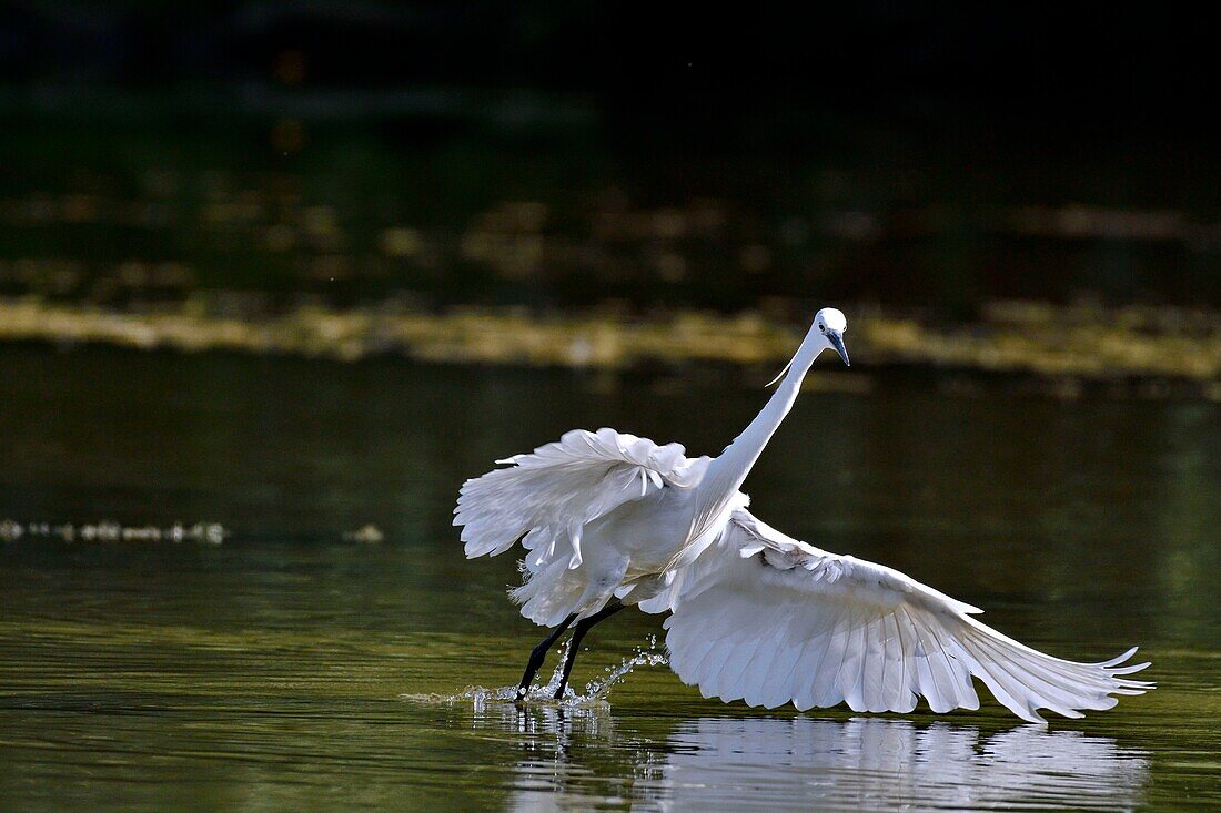 Frankreich, Doubs, Brognard, Allan's, Naturgebiet, Seidenreiher (Egretta garzetta)