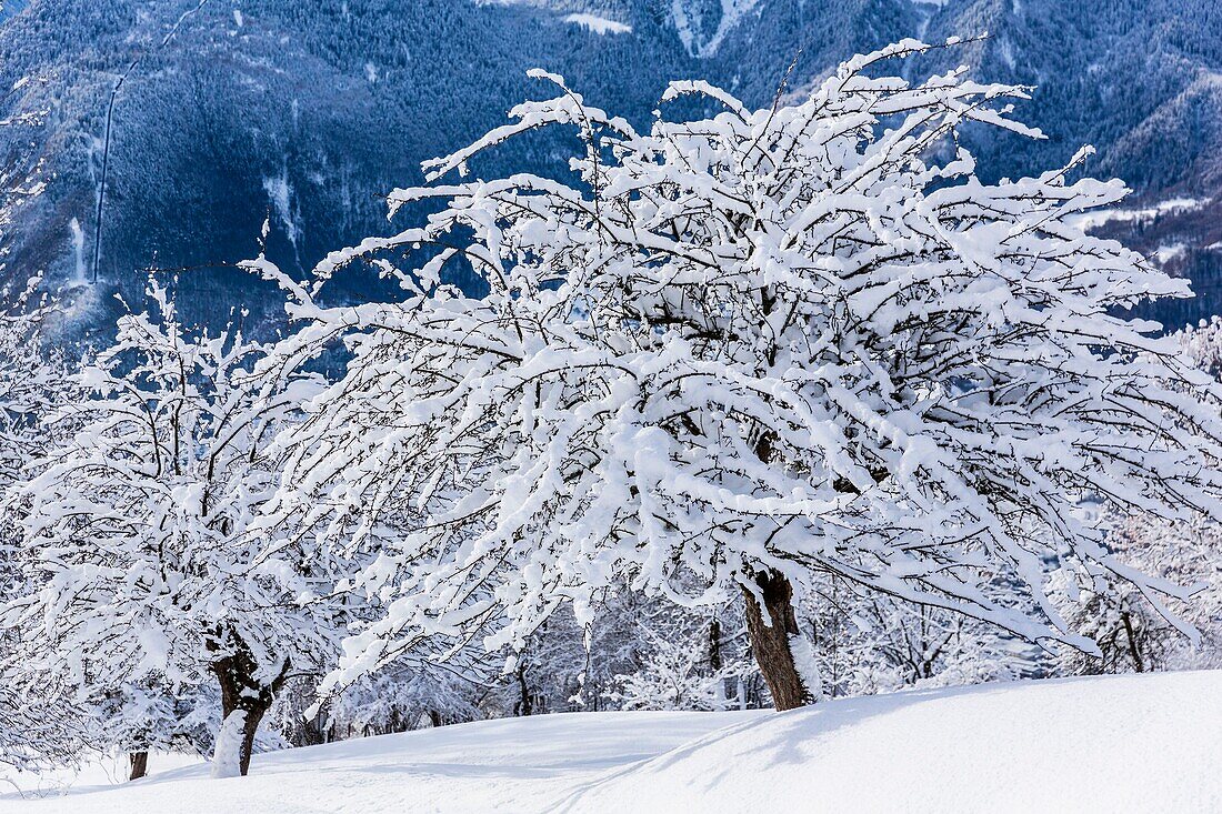 Frankreich, Savoie, Grand-Aigueblanche, Tarentaise-Tal