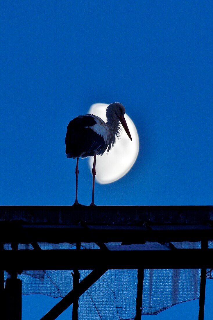 France, Doubs, Audincourt, White stork (Ciconia ciconia), stopping for the night on buildings of the city, against day on a background of the moon