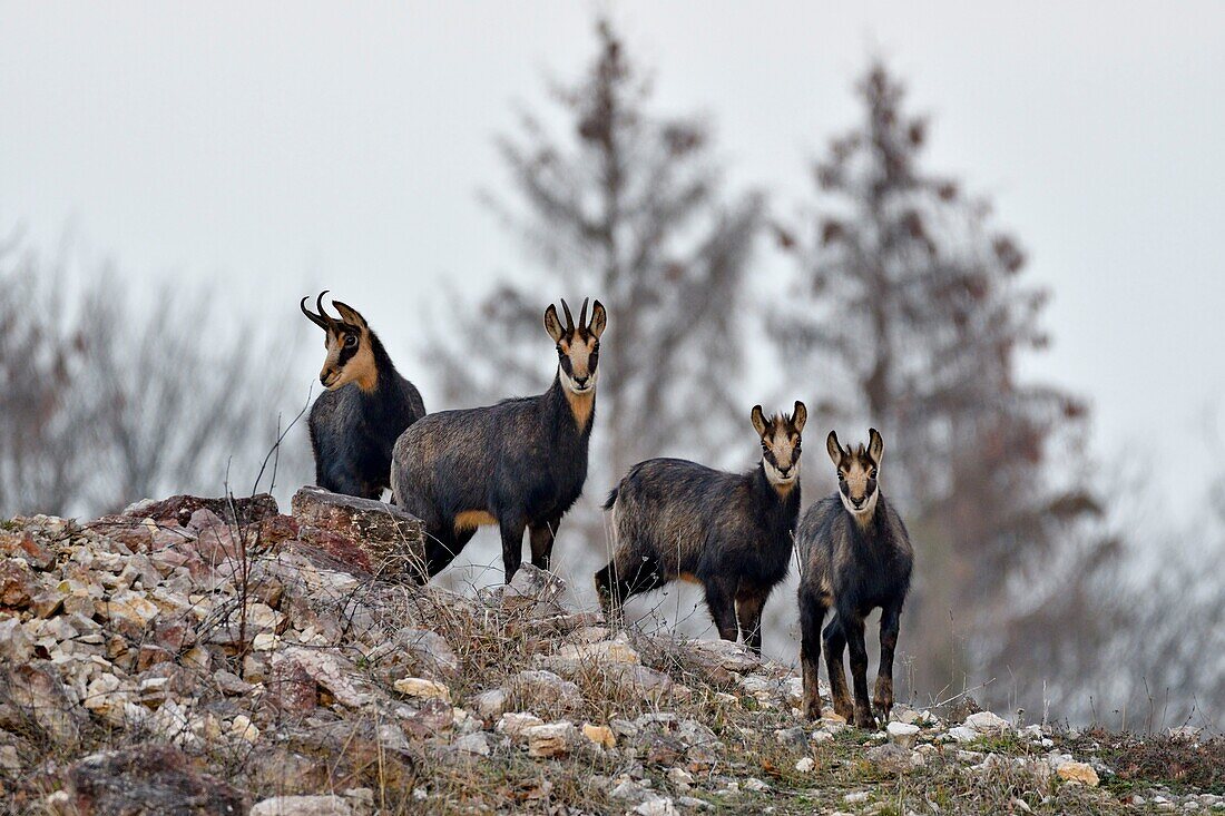 France, Doubs, chamois (Rupicapra rupicapra), females and young in autumn living in an old working quarry