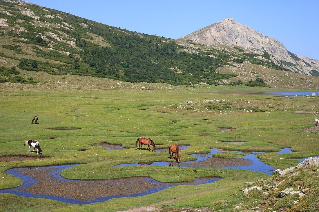 Frankreich, Haute Corse, Etappe des Nino-Sees (1760 m) auf dem GR 20 zwischen der Manganu-Hütte und dem Col de Verghio, Pferde grasen in der Nähe der Pozzines (kleine Wasserbecken, umgeben von Grasflächen)