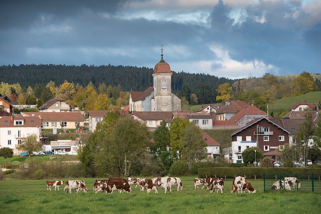 Frankreich, Doubs, Kuhherde im Vordergrund, oben am Doubs das Dorf und die Kirche Saint Theodule von Labergement Sainte Marie