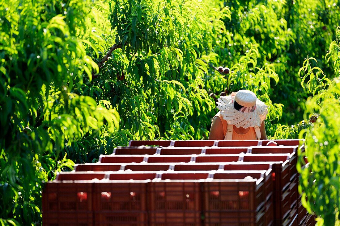 France, Drome, La Roche de Glun, harvesting peaches