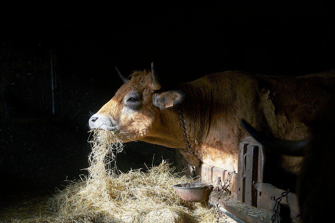 France, Aveyron, Laguiole, Celine Batut, breeder of the Aubrac cow