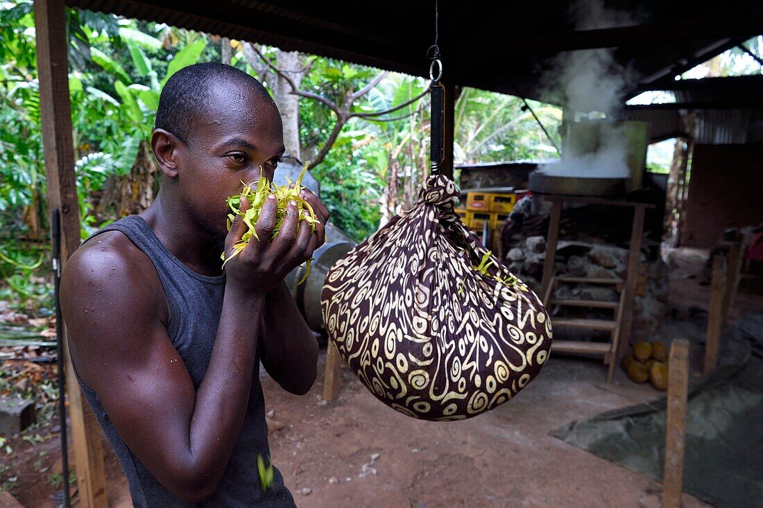 Frankreich, Insel Mayotte (französisches Überseedepartement), Grande Terre, Ouangani, Wiegen in der Destillerie von frisch gepflückten Ylang-Ylang-Blüten, aus denen ein ätherisches Öl gewonnen wird, das in der Parfümerie verwendet wird, Hassani Soulaimana Aromaore co leader