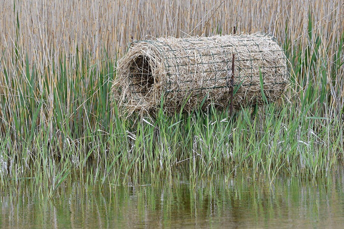 France, Somme, Baie de Somme, Marquenterre Park, reed paddling for a nest of ducks