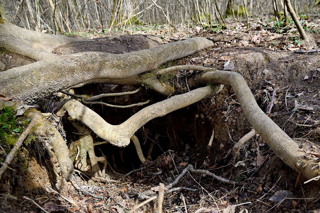 Frankreich, Doubs, Europäischer Dachs (Meles meles) und Fuchsterrier (Vulpes vulpes) im Wurzelwerk eines Baumes in Foet