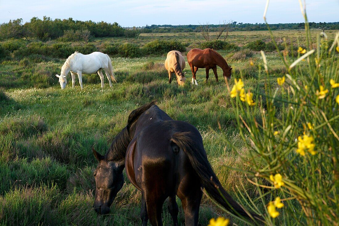 France, Hérault, ponds of Vendres, protected natural site, horses