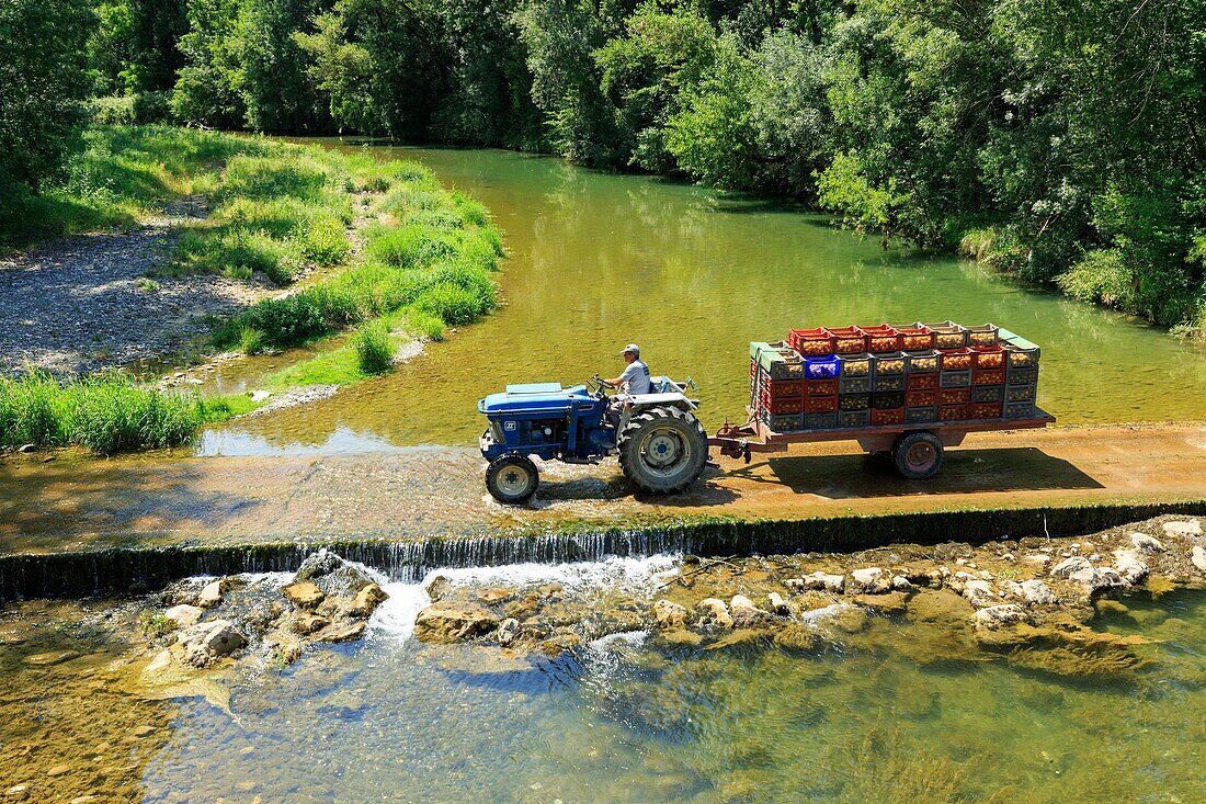 Frankreich, Ardeche, Baix, Aprikosenernte, Fluss La Peyre