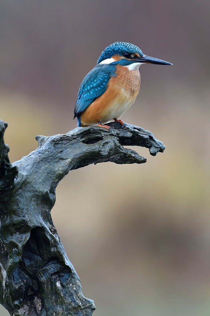 Frankreich, Doubs, Eisvogel (alcedo atthis), Jungvogel, auf einem Ast über dem Wasser auf der Suche nach Fischen