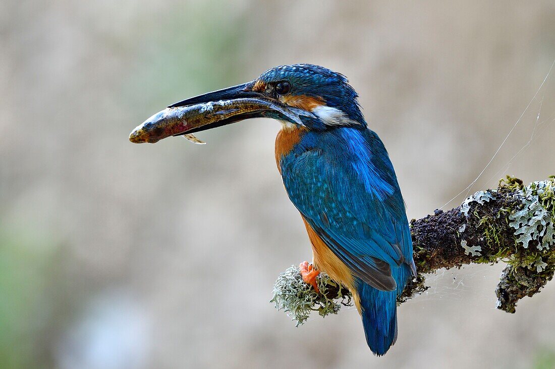 France, Doubs, Allenjoie, Allan River, breeding, feeding, Kingfisher (Alcedo atthis), male
