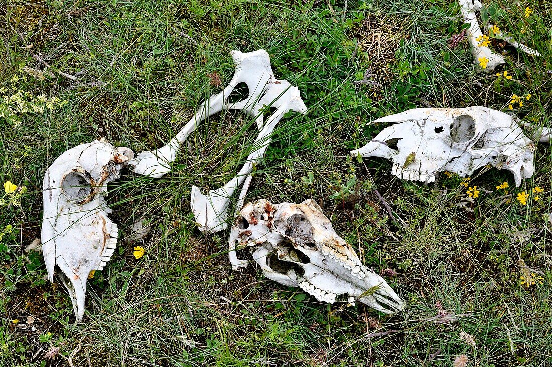 Frankreich, Lozere, Causse Mejean, Massengrab und Skelette, von Geiern gereinigte Schafschädel
