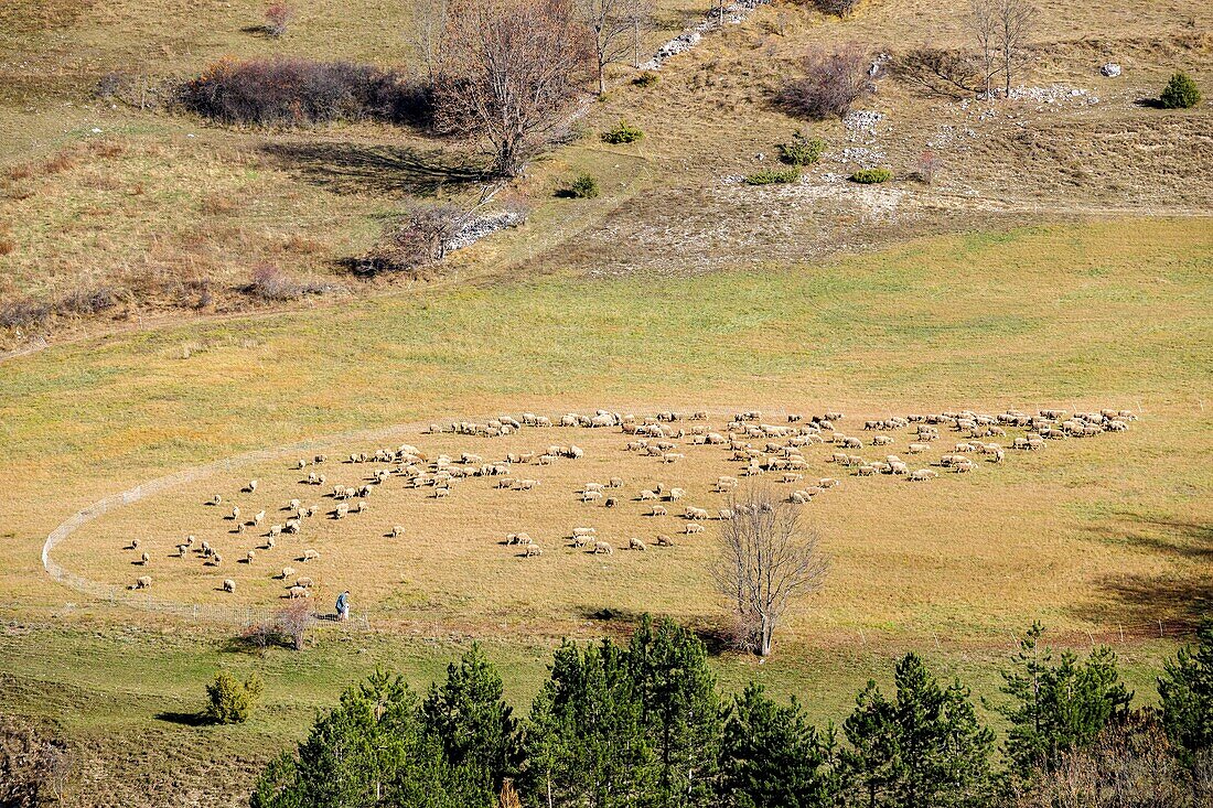 France, Hautes Alpes, Dévoluy massif, Saint Etienne en Dévoluy, shepherd and his flock of sheep
