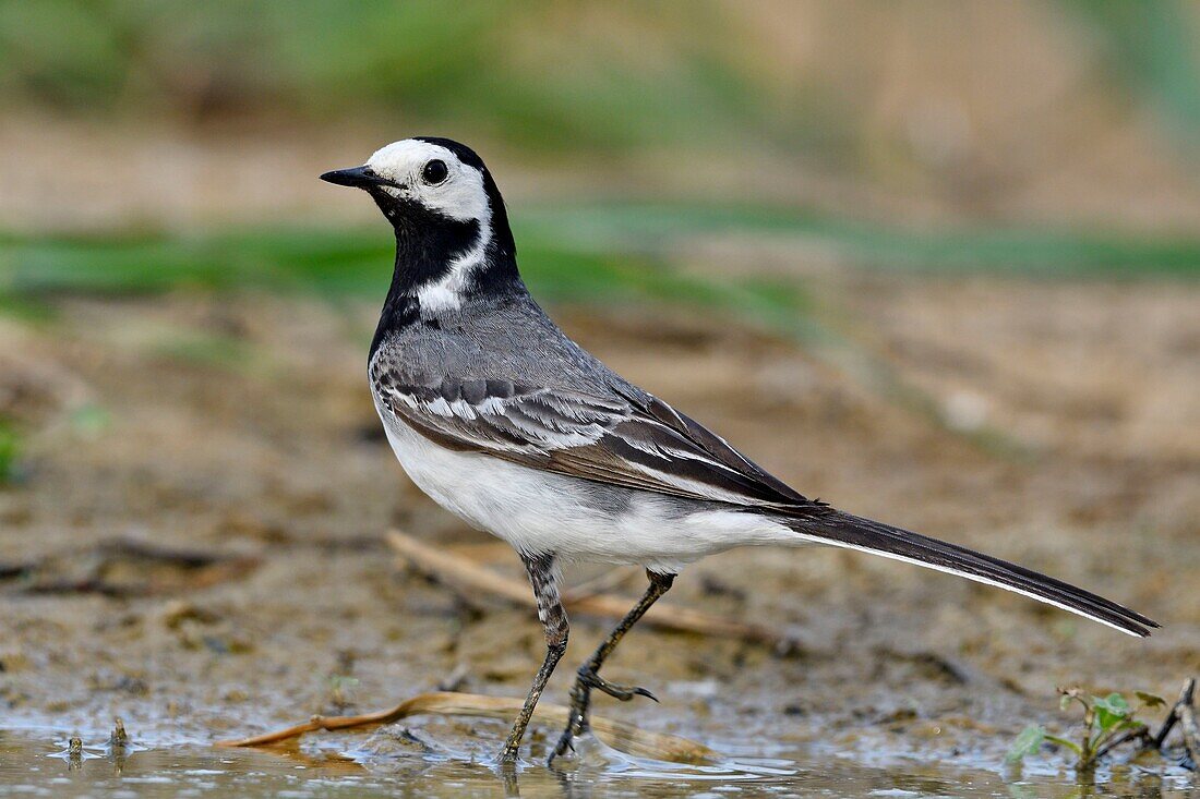 France, Doubs, white wagtail (Motacilla alba), adult at the edge of a pond