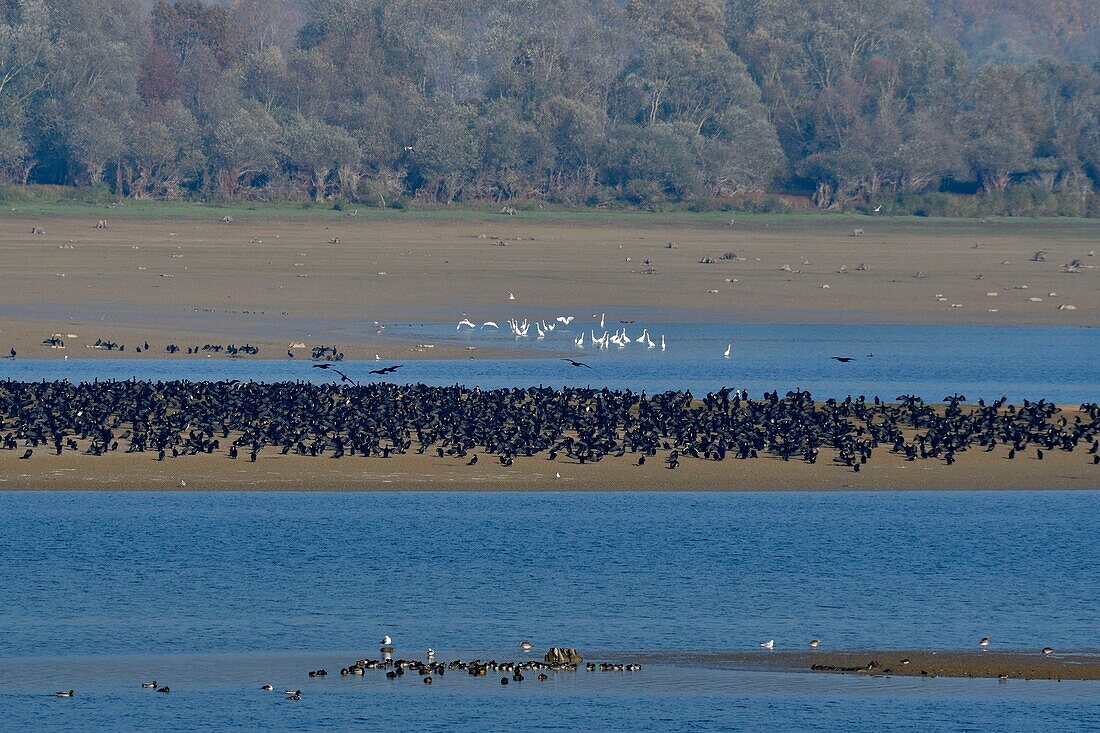 Frankreich, Haute Marne, Lac du Der Chantecoq, Großer Kormoran (Phalacrocorax carbo) im Winter