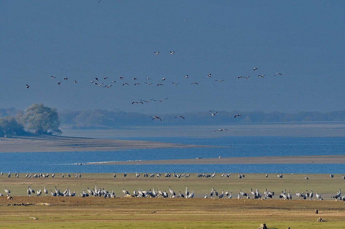 Frankreich, Haute Marne, Lac du Der Chantecoq, Kraniche (grus grus), Winter