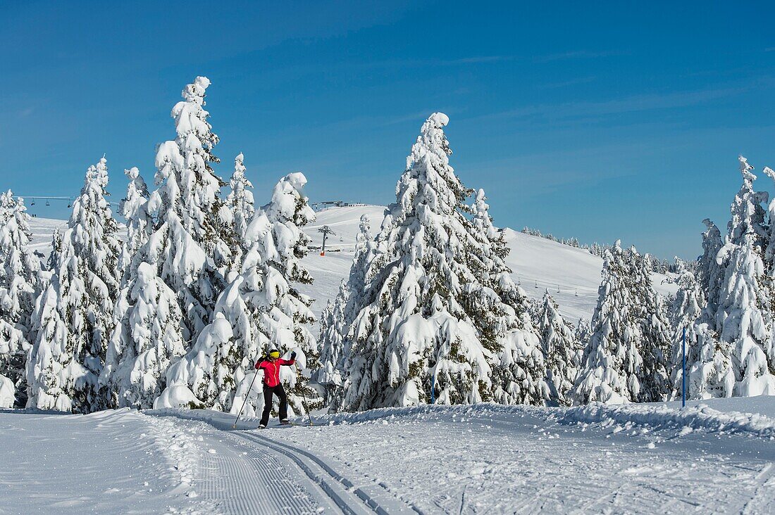 Frankreich, Haute Savoie, massive Bauges, oberhalb von Annecy Grenze zur Savoie, das Semnoz Plateau außergewöhnlicher Aussichtspunkt auf die Nordalpen, Skilangläufer und schneebedeckte Tannen