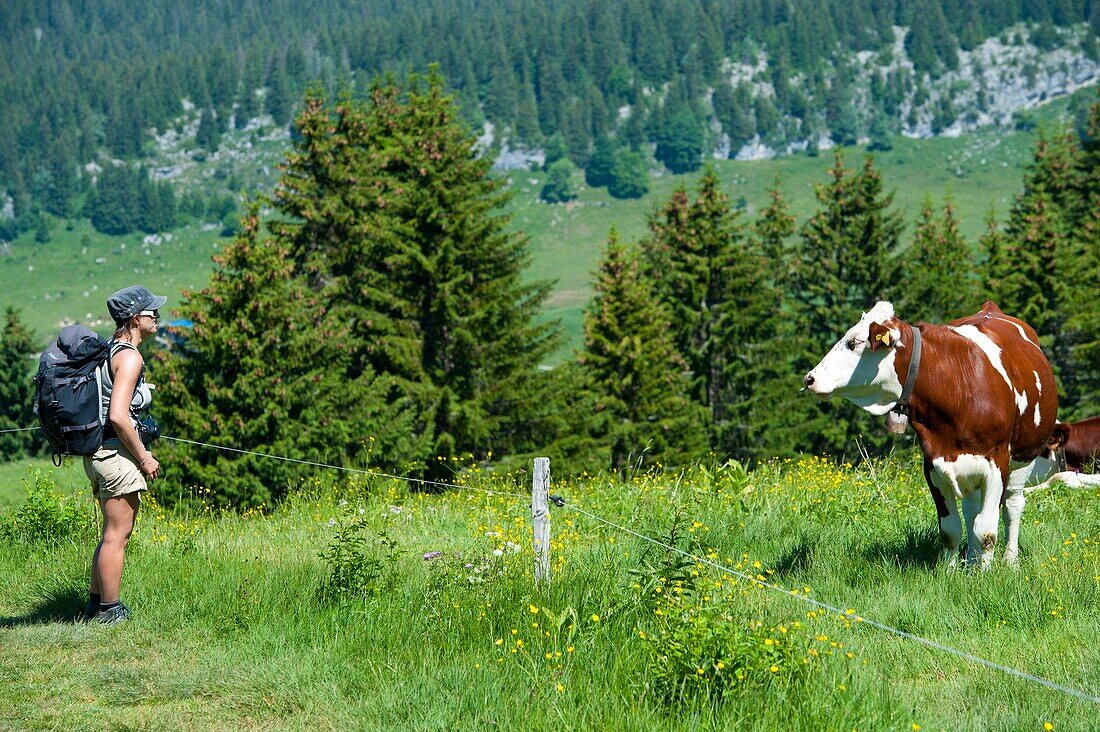 France, Haute Savoie, Le Petit-Bornand-les-Glières, hiker meeting a cow on the Glières plateau