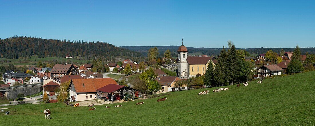 Frankreich, Doubs, Panoramablick auf eine Kuhherde vor dem Doubs, das Dorf und die Kirche Saint Theodule von Labergement Sainte Marie