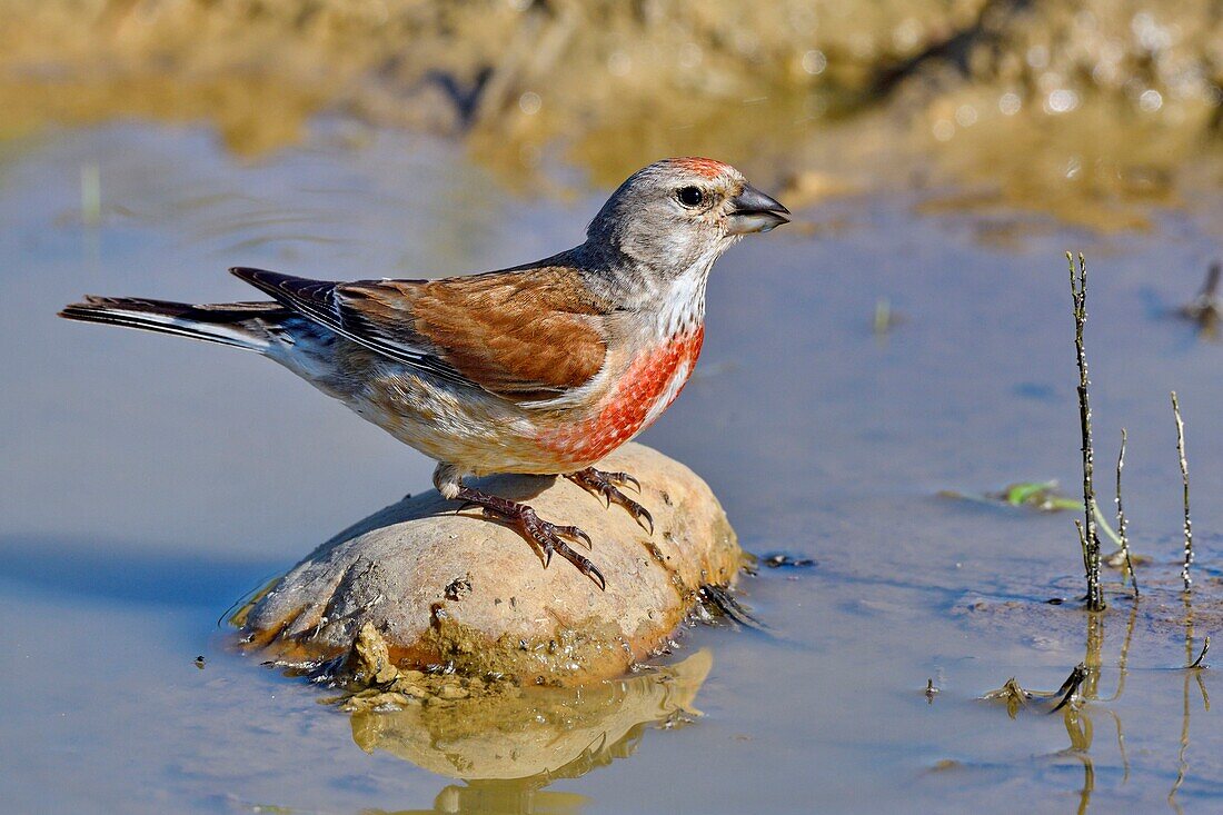 France, Doubs, Common linnet (Carduelis cannabina), male drinking in a puddle