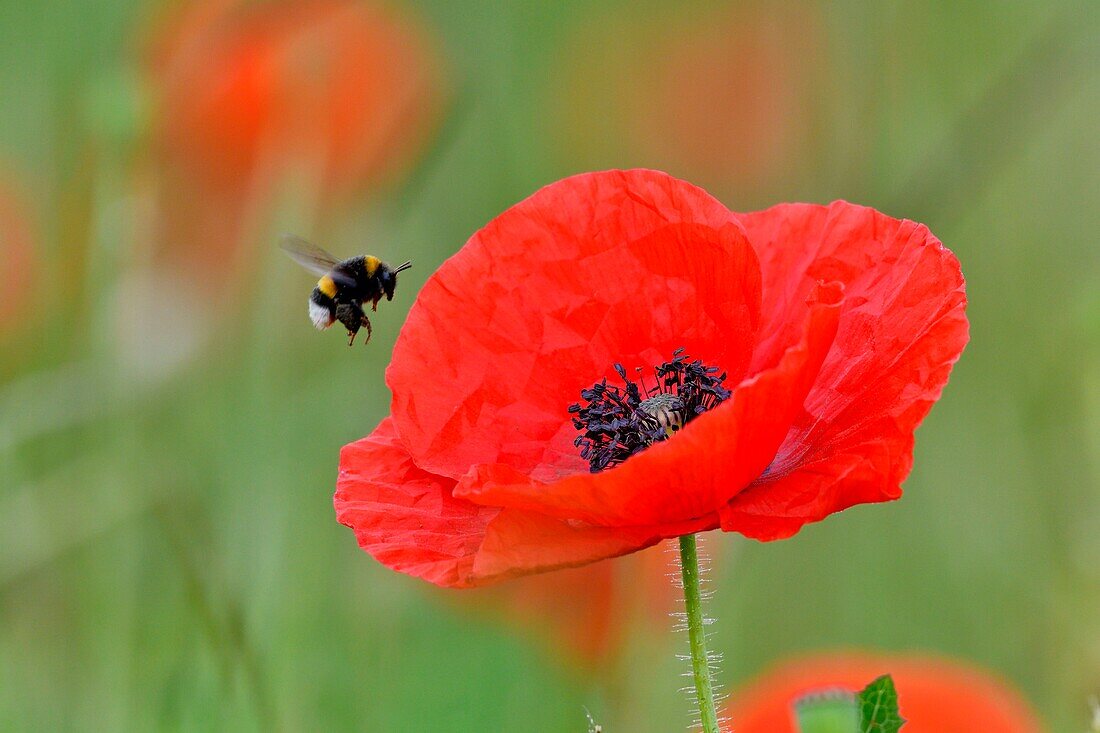 France, Doubs, Flora, Bumblebee (Bombus sp) in flight and Poppy (Papaver rhoeas) in bloom in spring