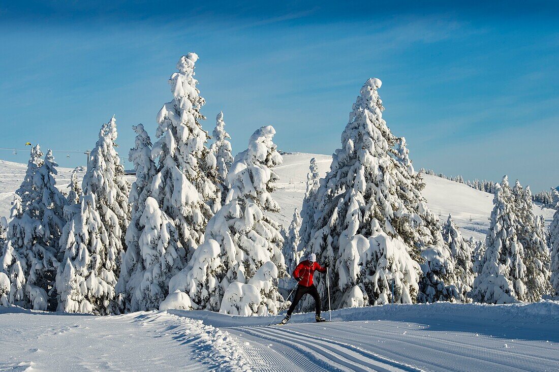 France, Haute Savoie, massive Bauges, above Annecy limit with the Savoie, the Semnoz plateau exceptional belvedere on the Northern Alps, cross skating skier and snow covered fir trees