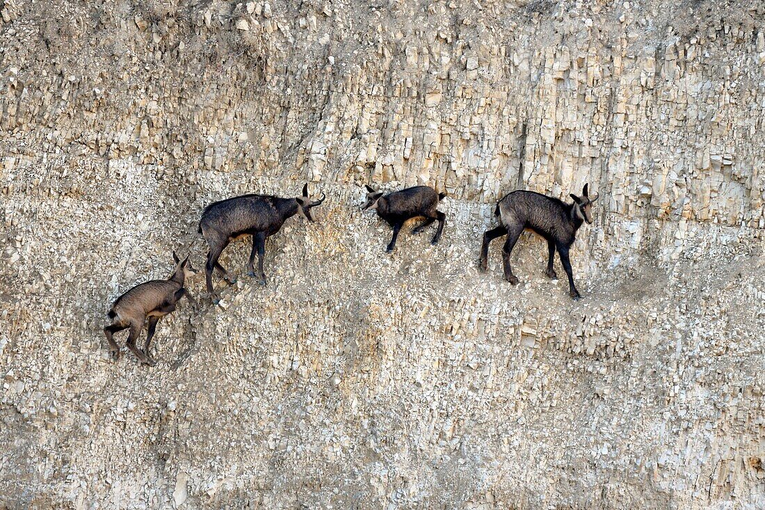 Frankreich, Doubs, Mathay, Gämse (Rupicapra rupicapra), die sich in einem in Betrieb befindlichen Steinbruch entwickelt