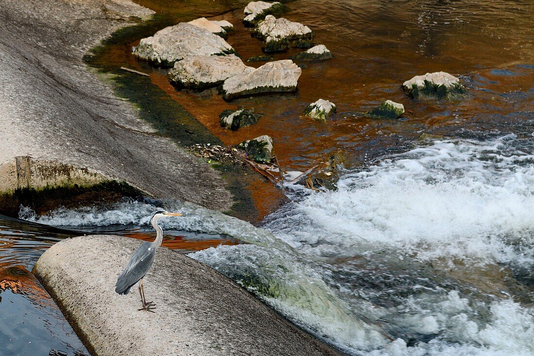 France, Territoire de Belfort, Belfort, Gray Heron (Ardea cinerea) fishing on a threshold of the Savoureuse in low water in the city center