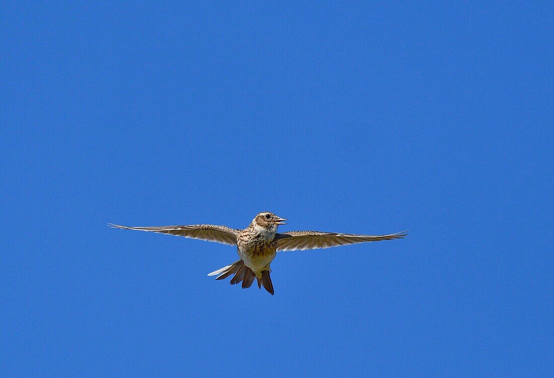 Frankreich, Doubs, Feldlerche (Alauda arvensis) im Flug, Gesang