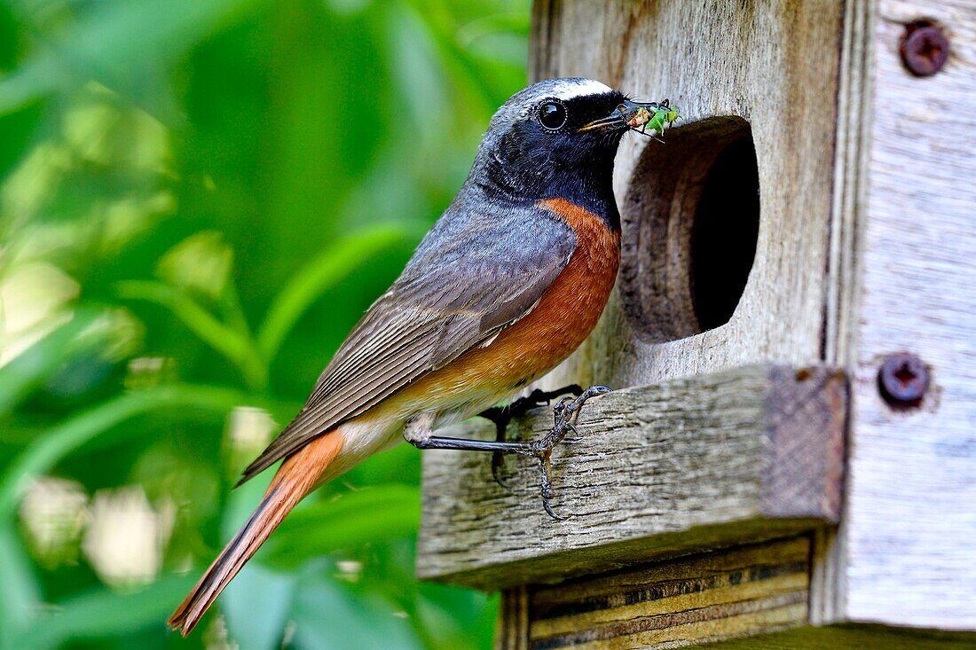 Frankreich, Doubs, Gartenrotschwanz (Phoenicurus phoenicurus), Männchen füttert seine Jungen, Nistkasten