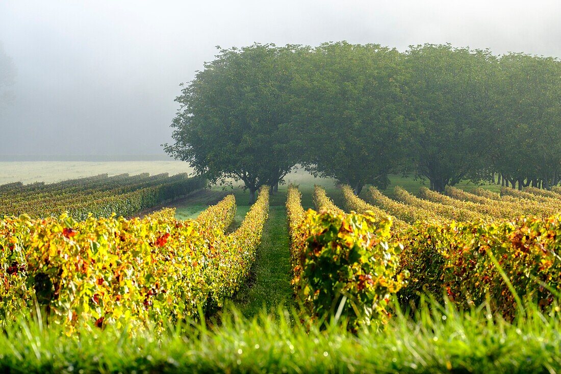 France, Quercy, Lot, Cahors vineyards