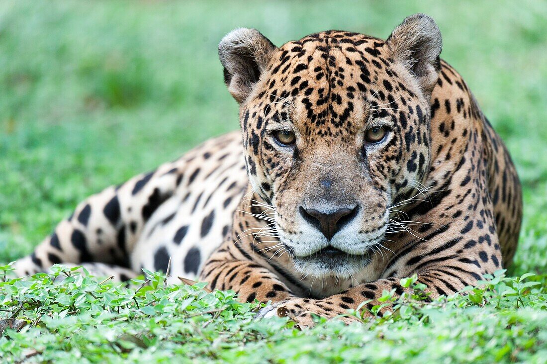 Frankreich, Französisch-Guayana, Macouria, Zoo von Guyana, Jaguar (Panthera onca)