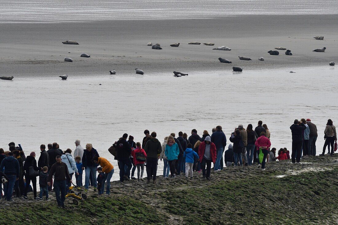 France, Somme, Berck sur Mer, Bay of Authie, seals at low tide on the sand, tourists observing mammals from the pier