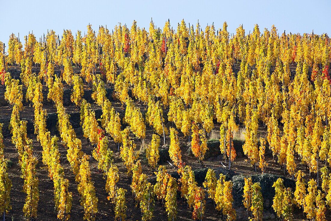 France, Rhone, Ampuis, vineyard AOC Cote Rotie