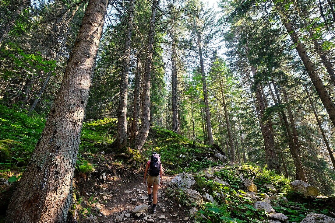 France, Haute Savoie, Le Petit-Bornand-les-Glières, hiker in the woods of the Glières plateau