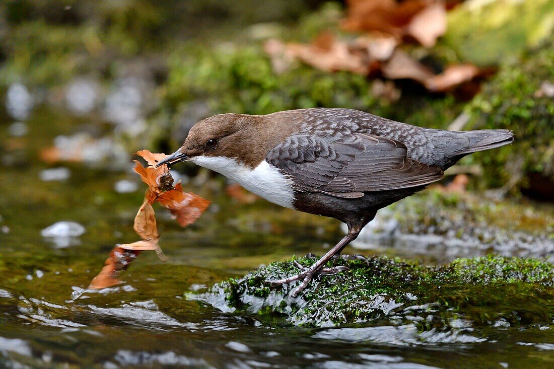 Frankreich, Doubs, Tal der Creuse, Wasseramsel (Cinclus cinclus) im Bach, Altvogel auf der Jagd nach Futter für seine Jungen