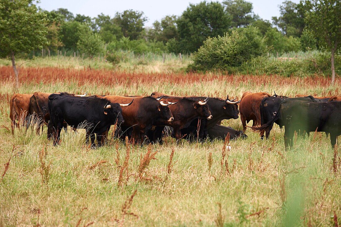 France, Occitan, Hérault, Aude Fleury, Herd of Margé, Domain Monteilles, bull ranch