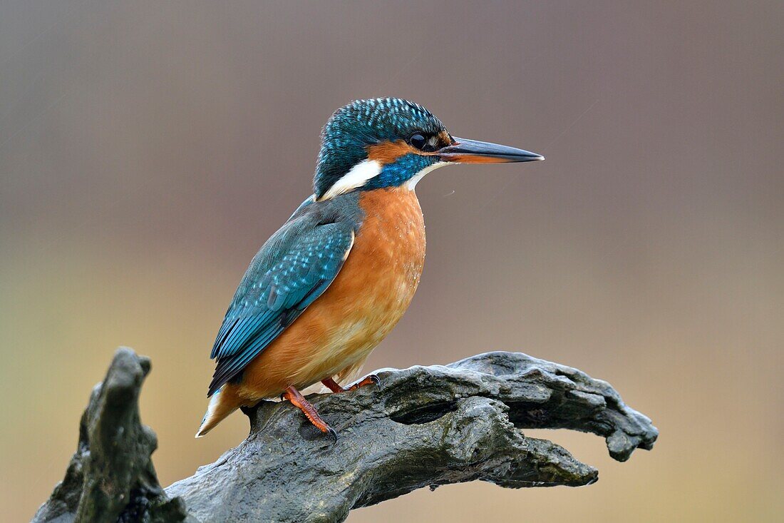 France, Doubs, Common kingfisher (alcedo atthis), juvenile, on the lookout for fish on a branch overlooking the water