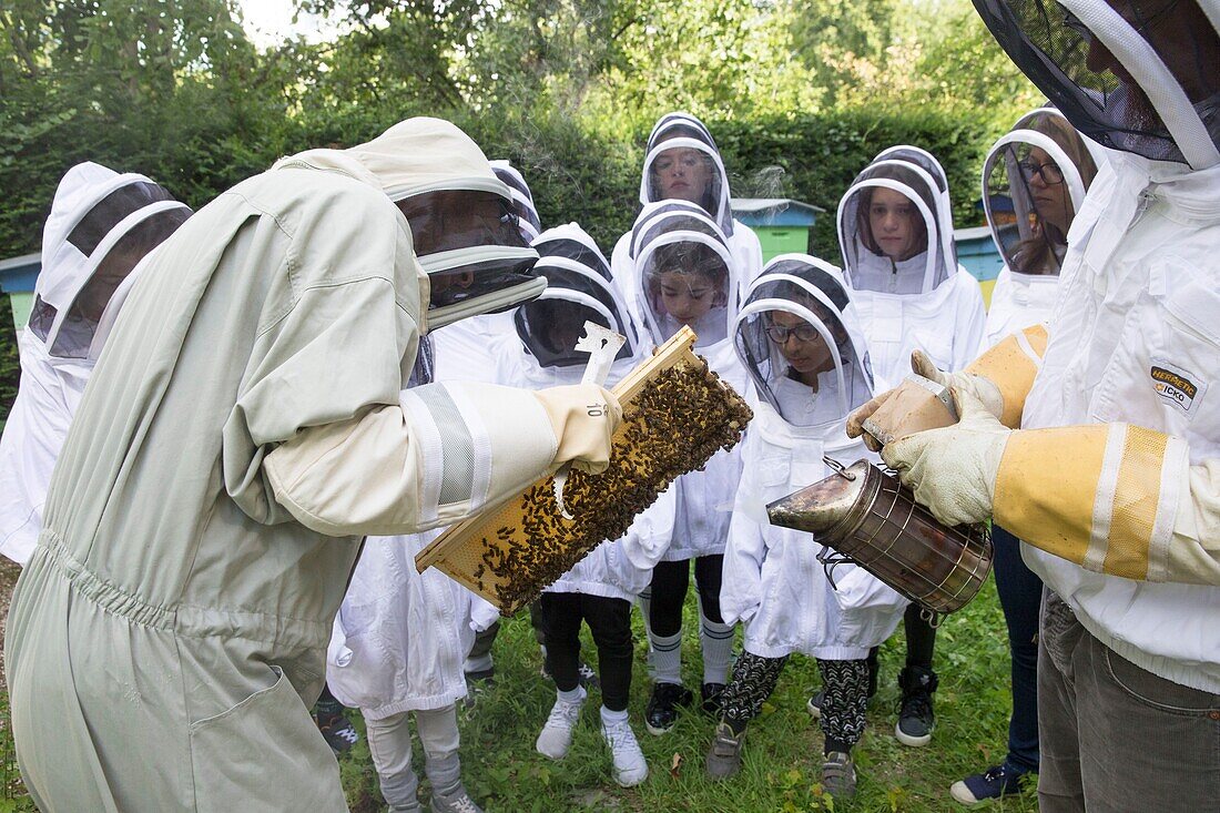 France, Hauts de Seine, Puteaux, Puteaux Island, Lebaudy park, apiary