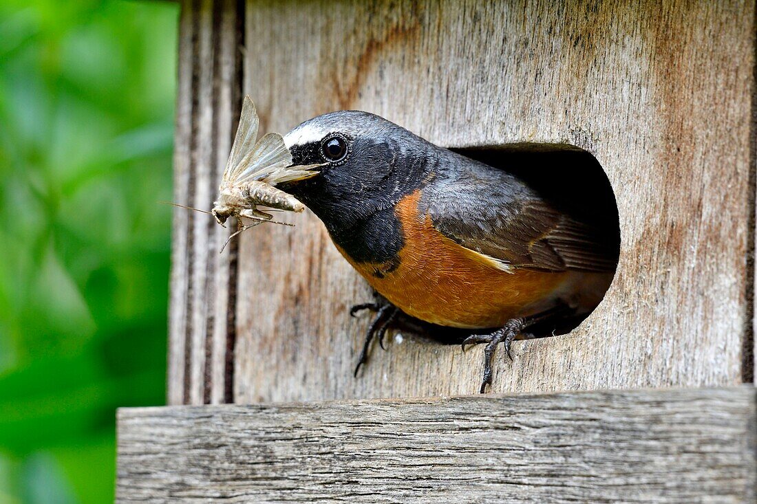 France, Doubs, Common redstart (Phoenicurus phoenicurus) male feeding its young, nest box
